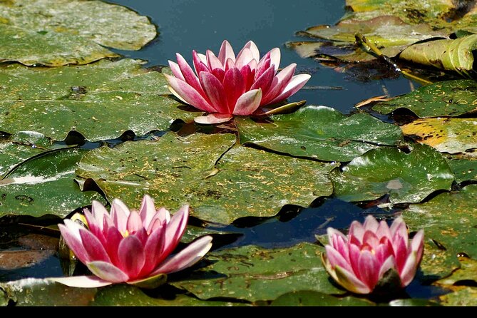 Private Rouen Giverny Trip from Paris with Michelin Lunch - One hour to explore Giverny village