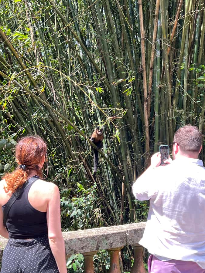 Private Tijuca Forest & Botanical Garden Guided Tour - Key points to know before booking