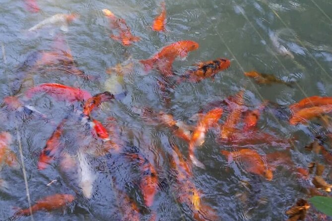 Private Tour From Ocho Rios To Konoko Falls And Garden and Shopping - Climbing the waterfall and seeing Ocho Rios below