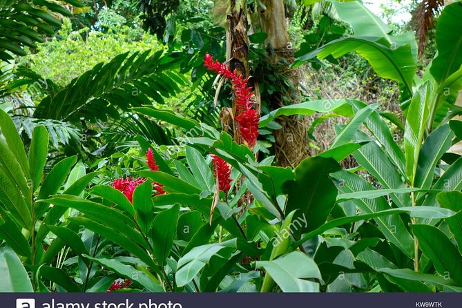 Private Tour From Ocho Rios To Konoko Falls And Garden and Shopping - Walking through the Konoko gardens
