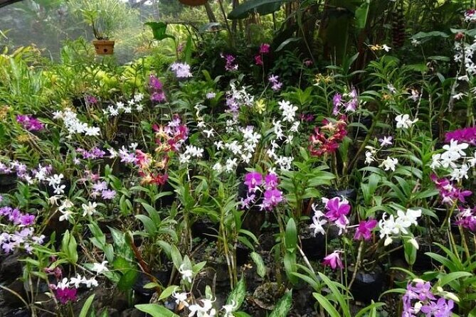 Private Tour: Hot spings & Sleeping Giant Garden hiking Adventure - The Garden of the Sleeping Giant and its orchids