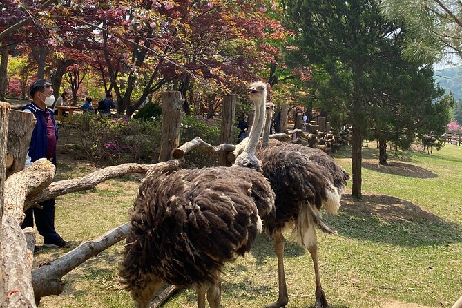 [Private Tour] Nami Island+Morning calm Garden+Petite France - Why this day trip works from Seoul