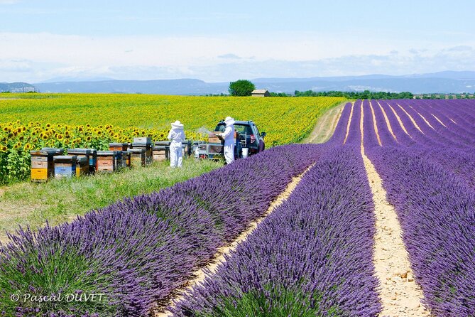 Private Tour of Gorges of Verdon and Fields of Lavender in Nice - Valensole lavender fields and the timing problem