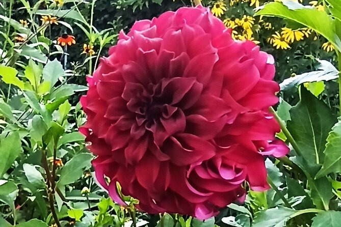 Private tour of the Monet House in Giverny from Paris or Rouen - The Claude Monet Foundation and its past