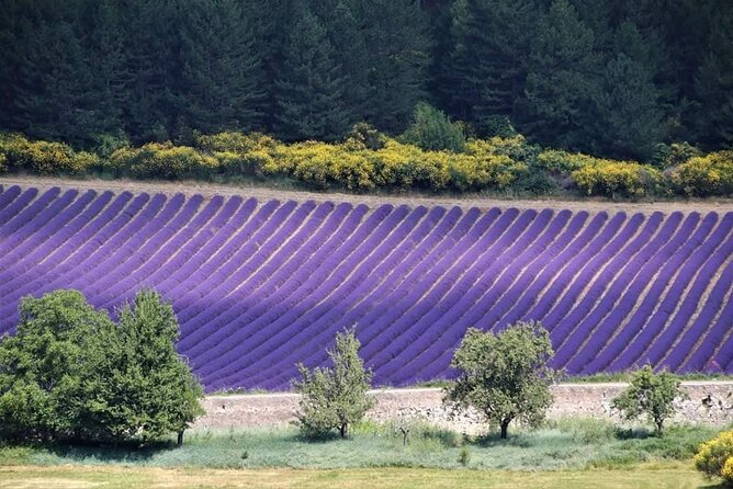 Private Tour Perched Villages of Luberon & (LAVENDER JUNE/JULY) - Fontaine de Vaucluse and the Sorgue river