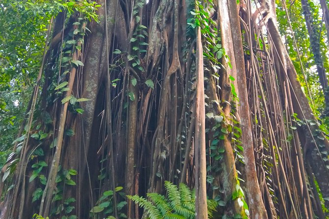 Private Tour Singapore Botanic Garden (UNESCO) - Why Singapore Botanic Gardens deserves your morning