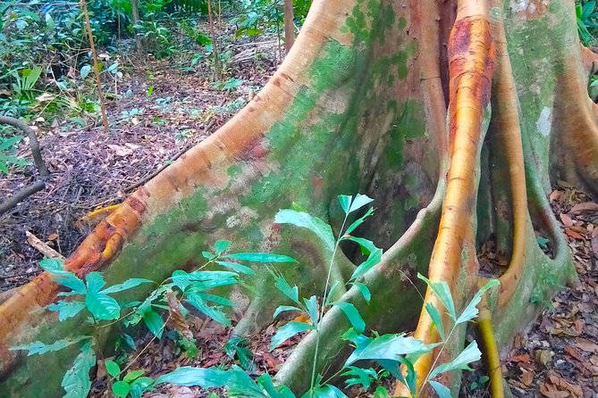 Private Tour Singapore Botanic Garden (UNESCO) - Walking the tropical garden trails