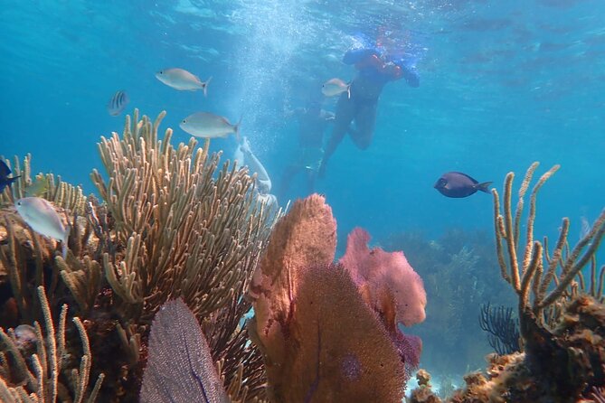 Private Tour to Stingray City & Snorkeling at Coral Gardens - Pirate tales, island stories, and a local point of view