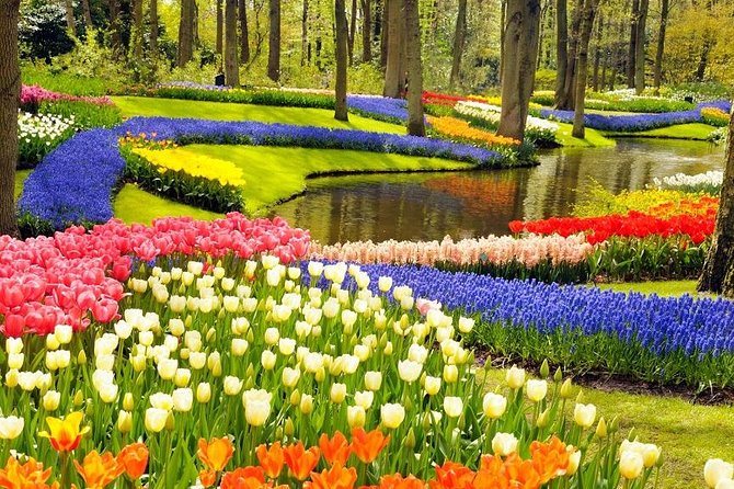 Private Tour to the Keukenhof and Tulip Fields - Why a private flower tour can be worth the price