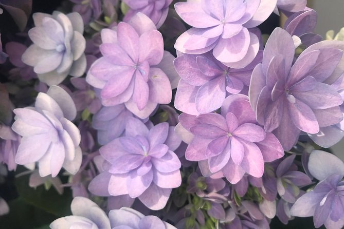 Private Tour to the Keukenhof and Tulip Fields - Keukenhof gardens: two hours among designed flower displays
