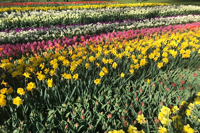 Private Tour to the Keukenhof and Tulip Fields - A flexible route, with real limits