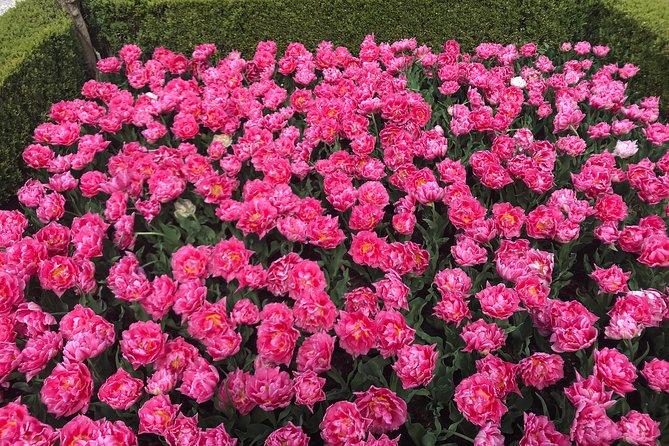 Private Tour to the Keukenhof and Tulip Fields - What the driver-guide adds