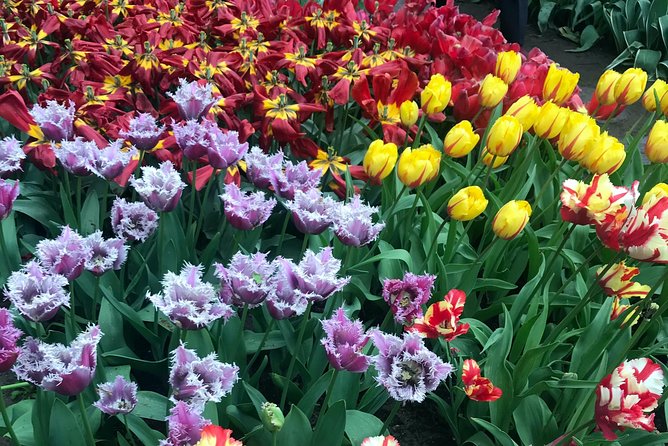 Private Tour to the Keukenhof and Tulip Fields - The flower season is the biggest variable