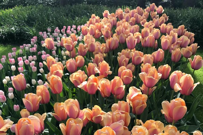Private Tour to the Keukenhof and Tulip Fields - Who will get the most from this tour