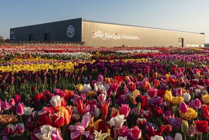 Private Tour to Tulips, Keukenhof, Windmills & Cheese Farm - The timing deserves a careful look
