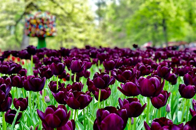 Private Tour to Windmills Zaanse Schans +Keukenhof - 7 Hours - Noordwijkerhout: a short stop in the tulip fields