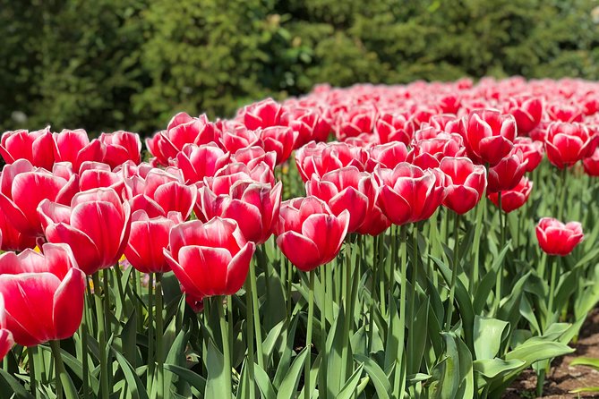 Private Tour to Windmills Zaanse Schans +Keukenhof - 7 Hours - What the day feels like for different kinds of groups
