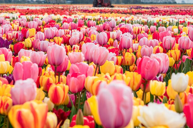 Private Tulip Fields, Windmills and Cheese Tour from Amsterdam - Key points at a glance