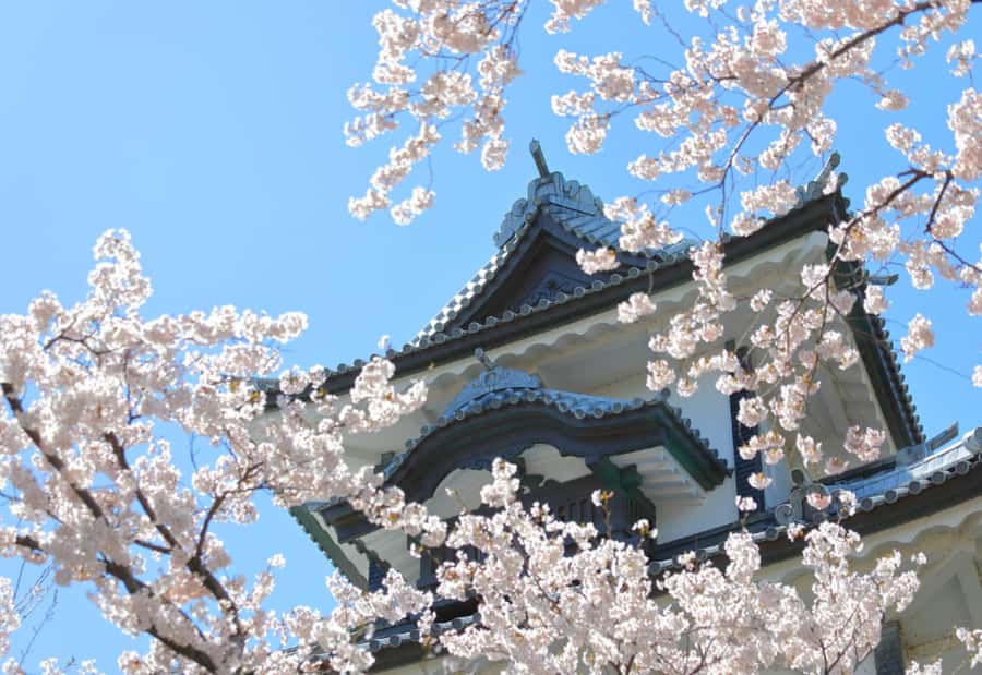 Private & Unique Kanazawa Cherry Blossom "Sakura" Experience - Why This Kanazawa Sakura Walk Feels Different