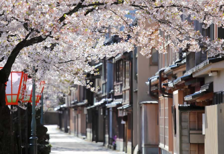 Private & Unique Kanazawa Cherry Blossom "Sakura" Experience - Kenrokuen Beyond the Familiar Paths