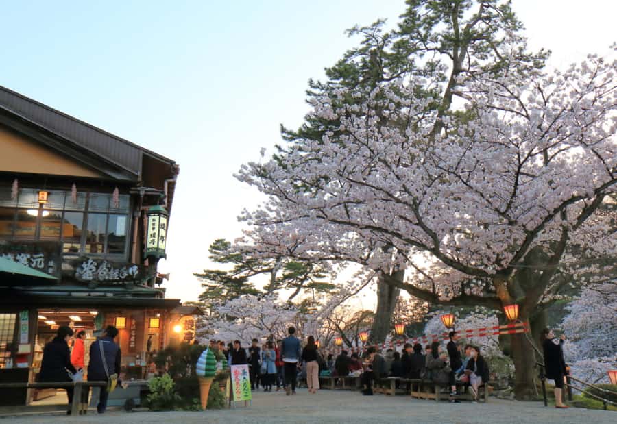 Private & Unique Kanazawa Cherry Blossom "Sakura" Experience - Old Teahouses in Kazuemachi