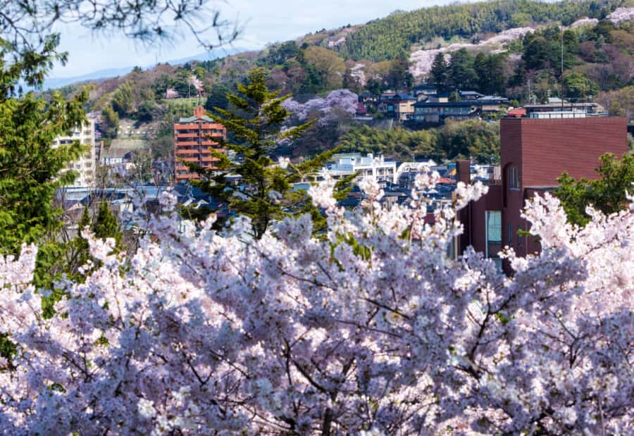 Private & Unique Kanazawa Cherry Blossom "Sakura" Experience - What the $210 Price Covers