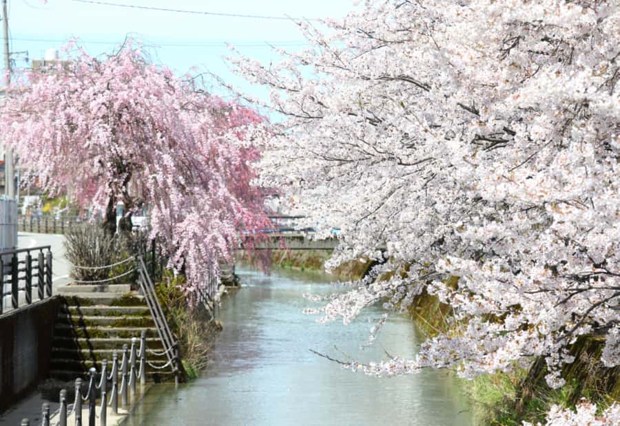 Private & Unique Kanazawa Cherry Blossom "Sakura" Experience - Who Will Get the Most From This Experience