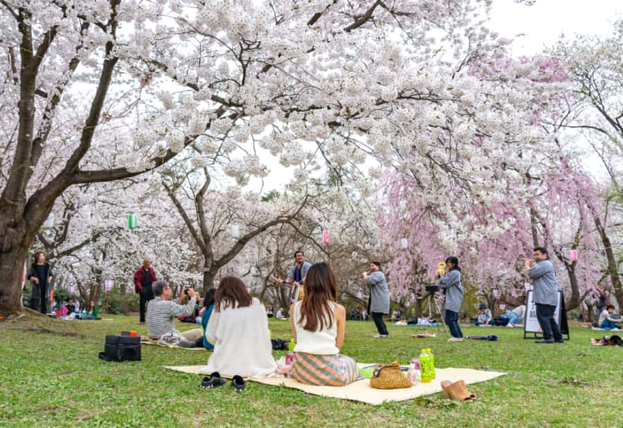 Private & Unique Kanazawa Cherry Blossom "Sakura" Experience - Following the Asanogawa River Under Cherry Trees