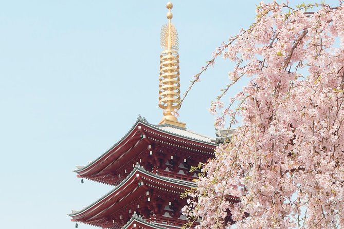 Private & Unique Kyoto Cherry Blossom "Sakura" Experience - The hanami picnic is the heart of the experience