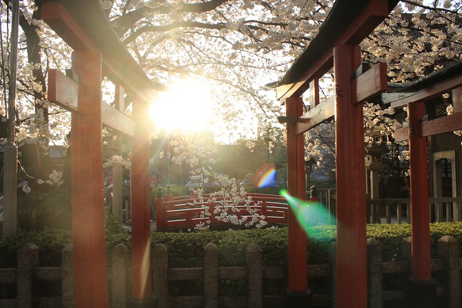 Private & Unique Kyoto Cherry Blossom "Sakura" Experience - Price, private groups, and what you receive
