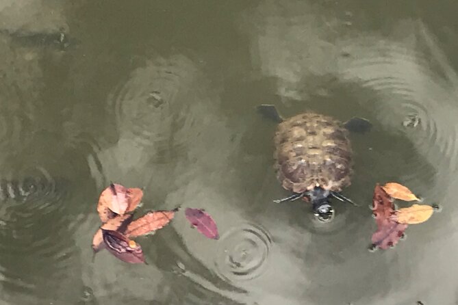 Private Walking Tour of the Shah Alam Lake Gardens with Pick Up and Lunch - A quiet change of pace from Kuala Lumpur