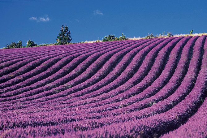 Provence and Lavender - private & Guided Full Day Tour - What the private vehicle adds