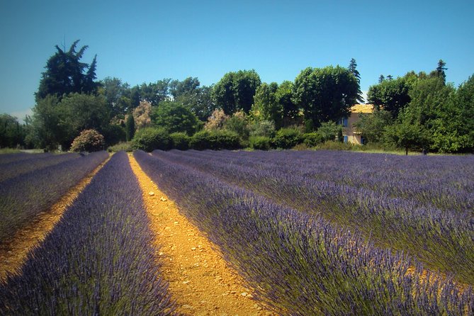 Provence Lavender Fields Tour from Aix-en-Provence - Guides, driving, and the small minibus
