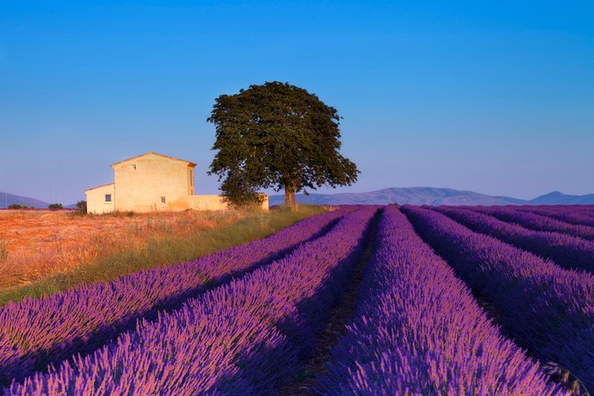 Provence Lavender Fields Tour from Aix-en-Provence - Comfort, food, and what to pack