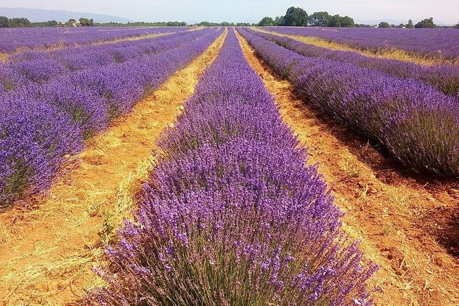 Provence Lavender Full Day Tour from Avignon - Guide quality, comfort, and the pace of the day