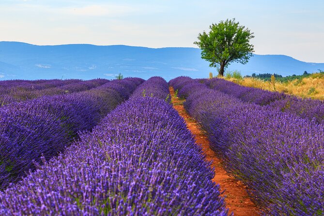 Provence Shared Half Day Lavender Tour from Aix en Provence - What you learn at the local producer