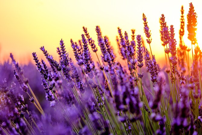 Provence Shared Half Day Lavender Tour from Aix en Provence - Is $132.56 a fair price?