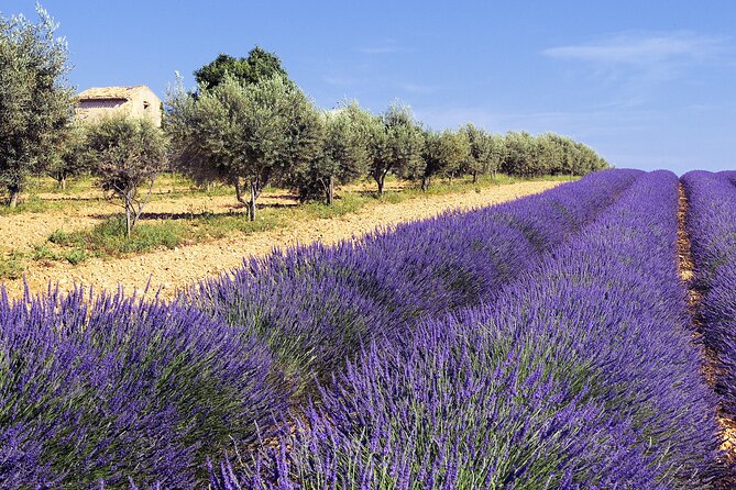 Provence Shared Half Day Lavender Tour from Aix en Provence - How to plan around the season and the schedule