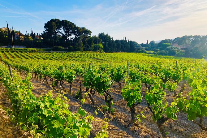 Provence, Vineyards and Lavender Fields Private Day Trip - The route choice: Aix and lavender, or Verdon and Lake Sainte-Croix