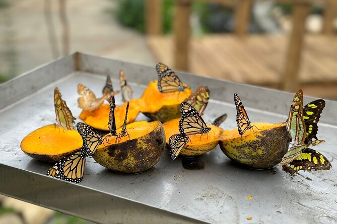Puerto Plata City Tour with Butterfly Garden - Key points at a glance