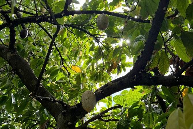 Puerto Plata City Tour with Butterfly Garden - Doña Blanca’s pink alley