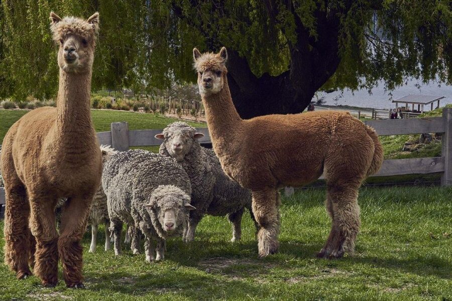 Queenstown: Walter Peak Garden to Table Experience - How the $92 price compares with the experience