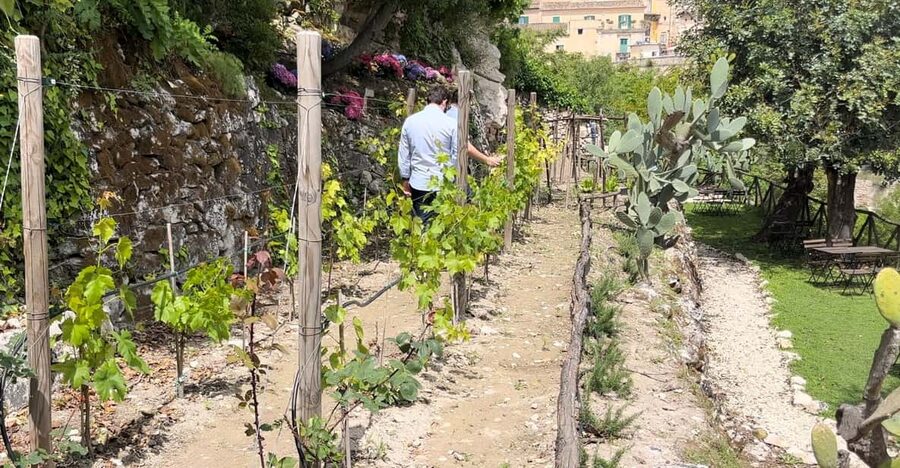 Radici: IImmerse yourself in the heady scents of our garden - Why this garden feels different from a standard Ragusa visit