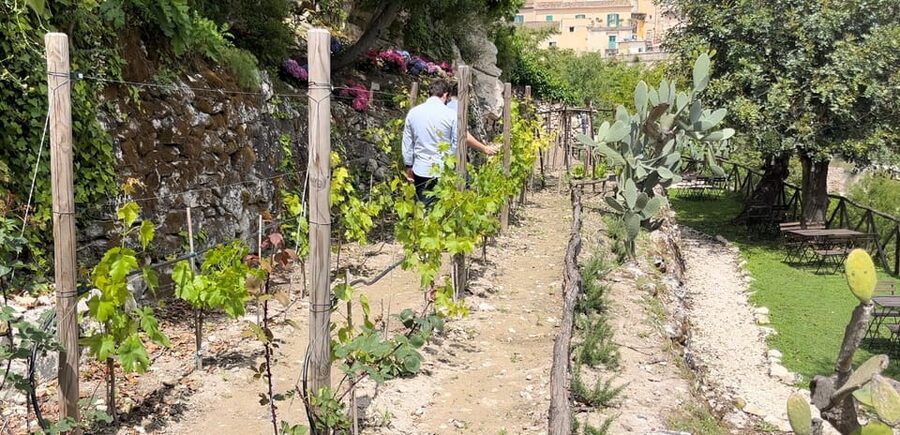 Radici: IImmerse yourself in the heady scents of our garden - Walking through the historic plots
