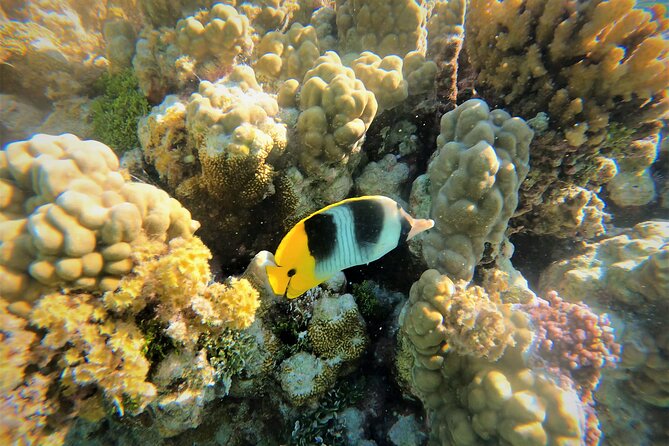 Raiatea-Tahaa Snorkeling in our beautiful Coral Garden - Key things to know before booking