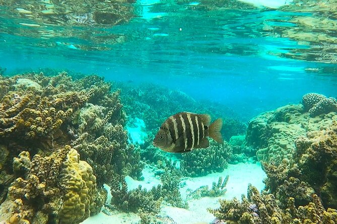 Raiatea-Tahaa Snorkeling in our beautiful Coral Garden - Entering the Coral Garden at Motu Tautau