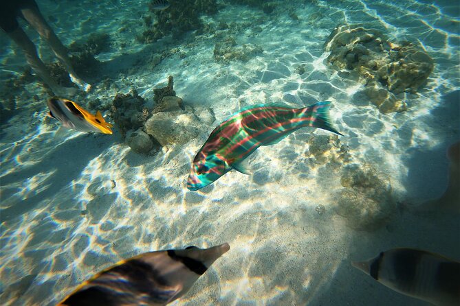 Raiatea-Tahaa Snorkeling in our beautiful Coral Garden - Leaving Uturoa Harbor for Tahaa