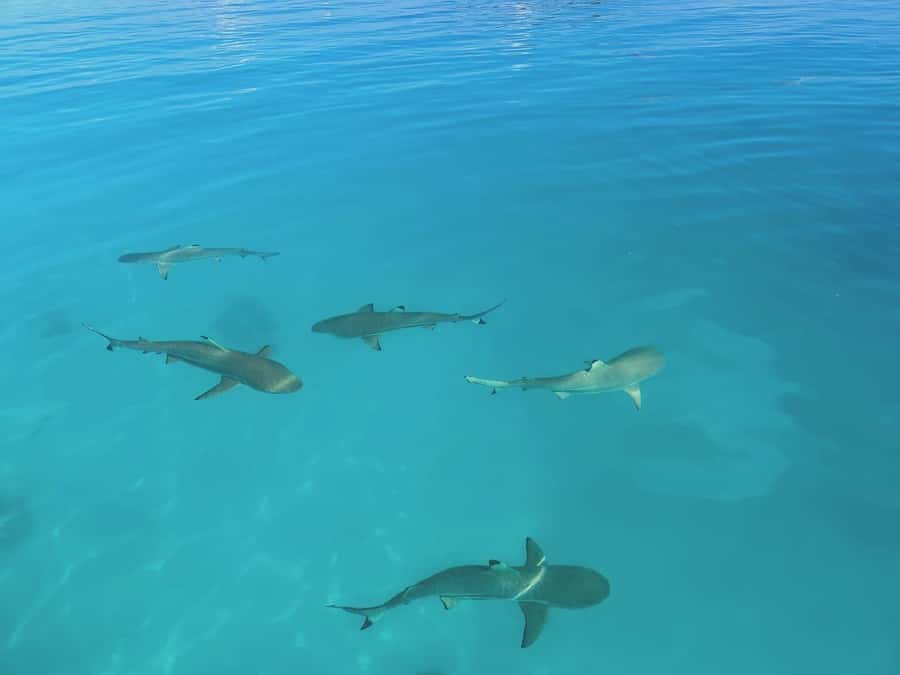 Rangiroa: Blue Lagoon Tiputa Pass Coral Garden Island Birds - Language, guiding, and communication