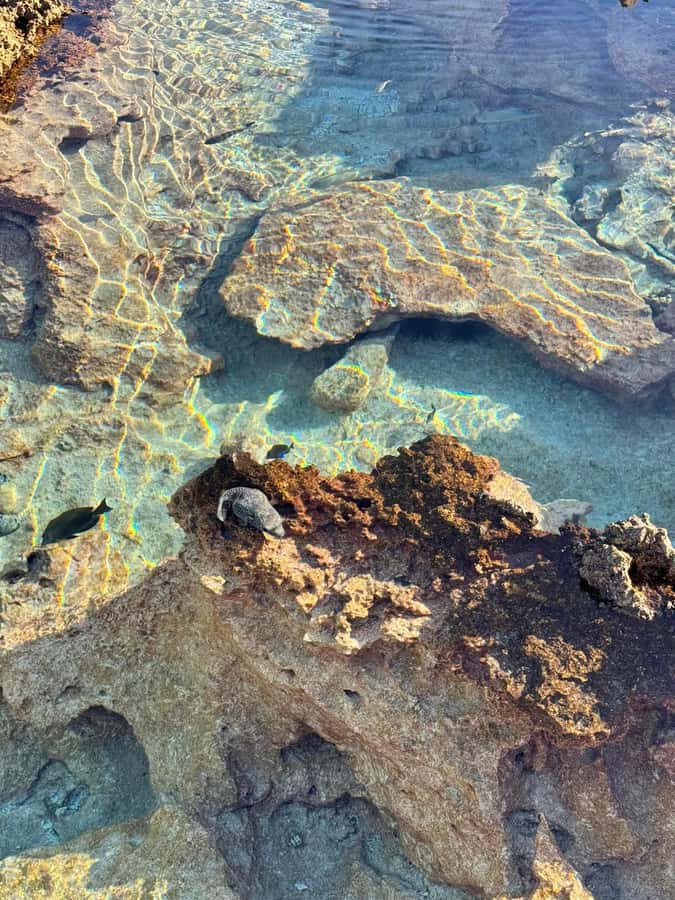 Rangiroa: Blue Lagoon Tiputa Pass Coral Garden Island Birds - Who should book this Rangiroa tour?