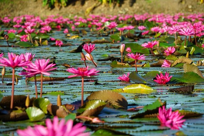 Red Lotus garden market with Thai culture halfday tour - What the drone photography adds